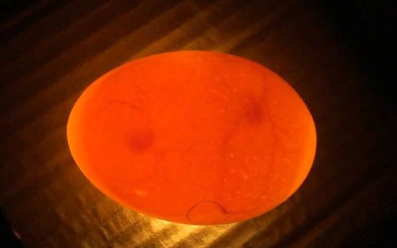 узнать, что яйца испортились, при помощи ультрафиолетовой лампы