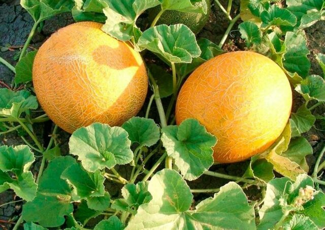 Спелая дыня