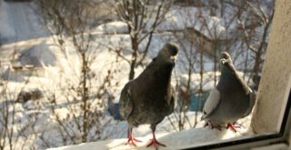 избавиться от голубей на подоконнике народными средствами